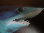 File:Close up of mako shark head 005.jpg - Wikimedia Commons