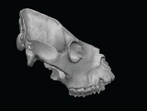 Artstation Ancient Broken Giant Lemur Skull Full Detailed 3dprint