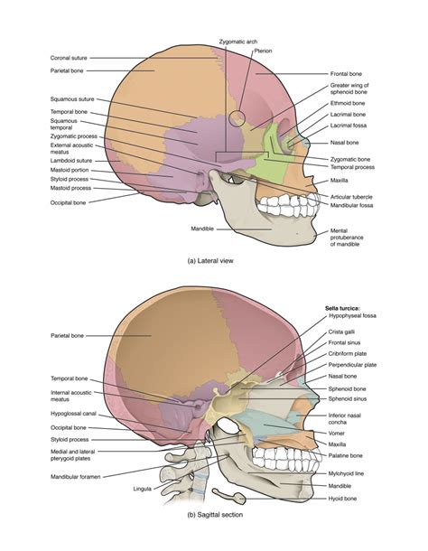 73 The Skull Anatomy And Physiology
