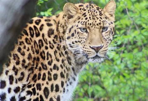 Amur Leopard Pittsburgh Zoo And Ppg Aquarium Elizabeth Seeley Flickr