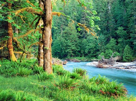 Forest wallpapers in 1080x1920 resolution. Beautiful Forest River Wallpaper HD - Mobile wallpapers