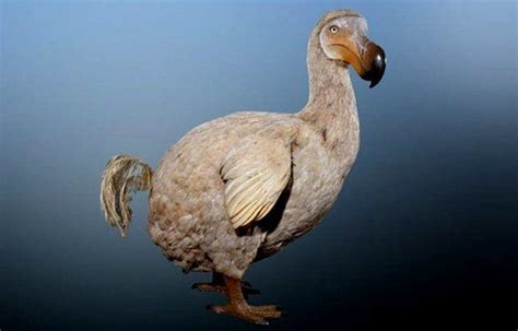 Dodo kuşlarının nesli hangi yılda ve niçin tükenmiştir Eodev