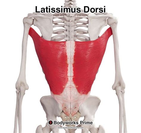 Latissimus Dorsi Male Muscles Anatomy Posterior View Isolated Stock The Best Porn Website