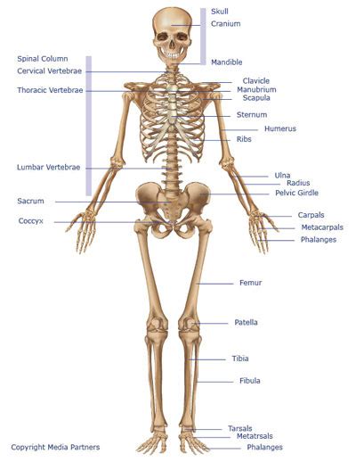2 tibias, 2 ulnas, 2 radius, 2 femurs, 2 clavicles, 1 hip bone, 2 fibulas, 2 scapulas, 2 humerus, 1 sternum, 1 skull which is actually made of many bones. Fun Facts Of The Human Body And The Skeletal System From ...
