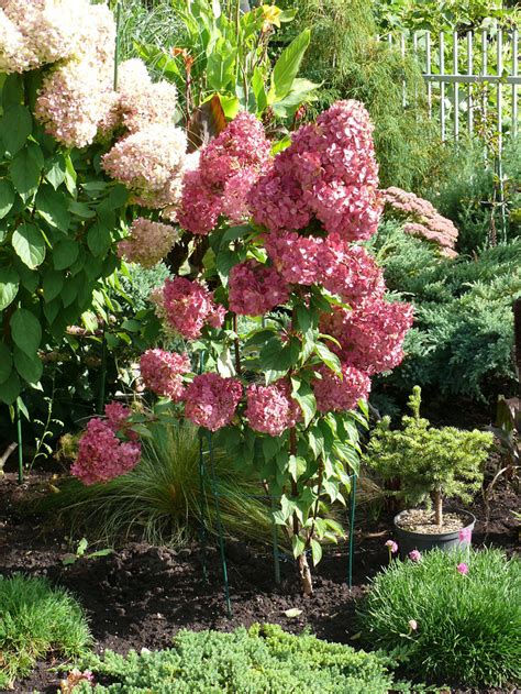 I will give it another season to grow but the one. Hydrangea paniculata Sundae Fraise 'rensun'