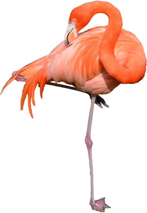 Download Download Flamingo Free Png Photo Images And Clipart Flamingo
