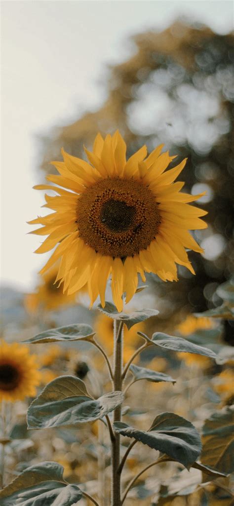 A Sunflower Iphone Wallpapers Free Download