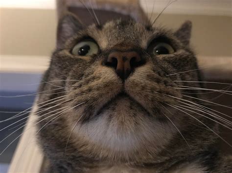 Newboy Always Looks Surprised Rcats