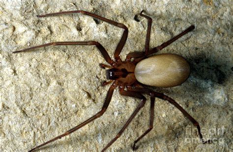 Brown Recluse Spider Photograph By Gregory G Dimijian Md