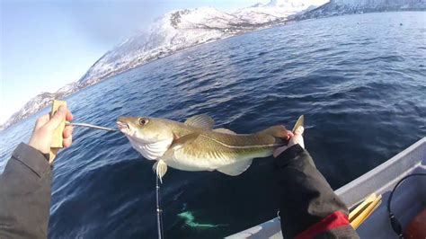 Tromso Fishing Youtube