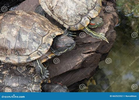 Turtles Sitting On Branch Stock Photo Image Of Reptile 66252352