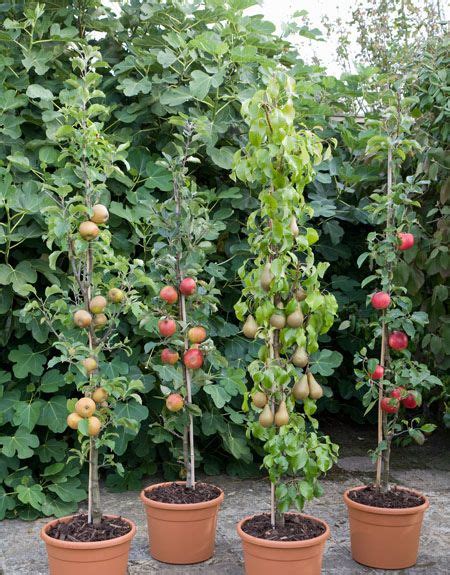 Columnar Fruit Trees Allow You To Grow Fresh Fruit On Your Balcony