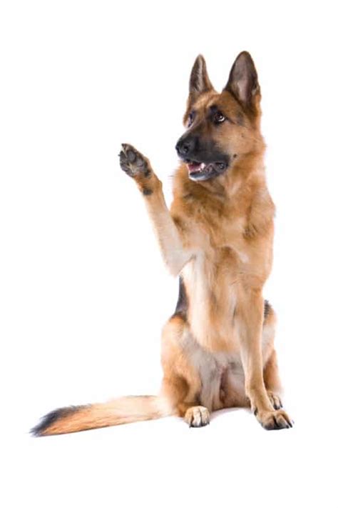 How Do German Shepherds Communicate Dog Body Language World Of Dogz