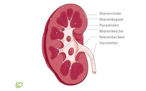 Niere Ren Anatomie Aufbau Histologie Und Funktion