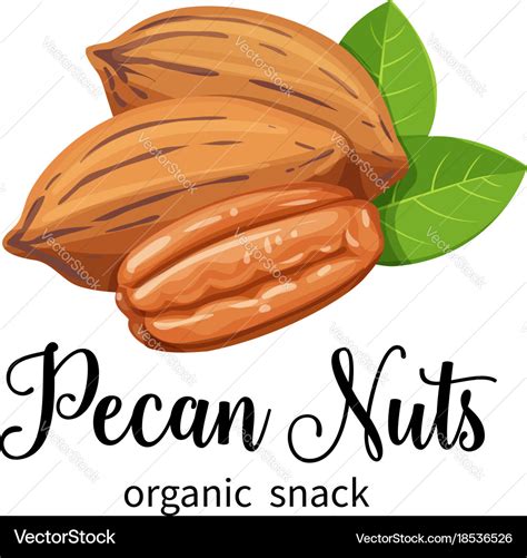 Pecan Nuts In Cartoon Style Royalty Free Vector Image
