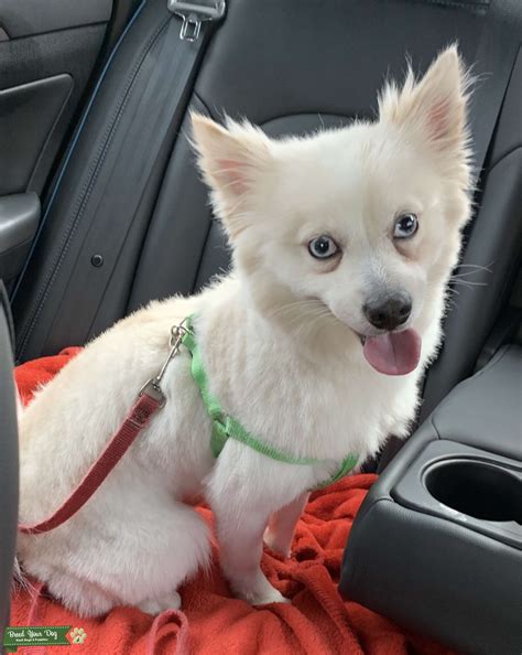 White Pomeranian With Blue Eyes Stud Dog In South The United States