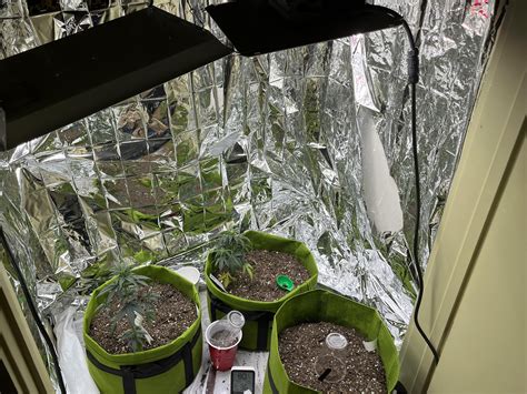 2 days gone, any advice on full recovery? Lights 2 high? El Diablo Dec