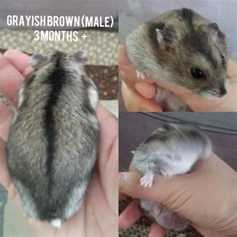 Short Dwarf Hamster Baby Hamsters Adopted 4 Years 8 Months Baby