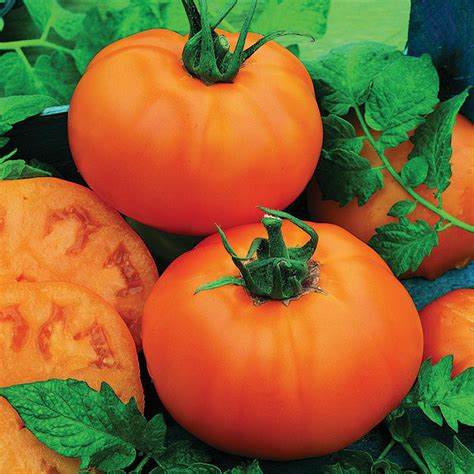 Chefs Choice Orange Hybrid Tomato Aas Winners Totally Tomatoes