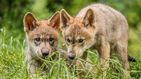 Wolves generally have longer legs than dogs. These wolves are born gamblers, unlike cautious dogs | Science | AAAS