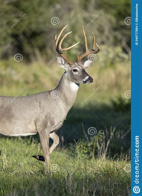 Whitetail Deer Buck In Texas Farmland Stock Photo Image Of Central