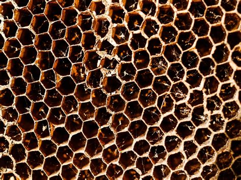 Honey Bee Hive Honeycomb Background Free Stock Photo Public Domain