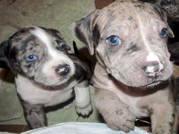 My dog had her first litter of 9 healthy and beautiful pups! American PitBull Registry - Merle PitBull Puppy Pictures