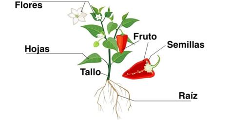 Plantas Concepto Tipos Partes Reproducción Y Características