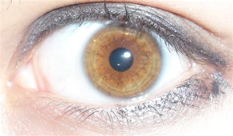 Filelight Brownamber Eye Wikimedia Commons