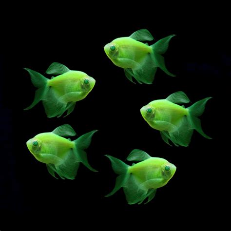 Glofish® Long Fin Tetra Pick Your Color Collection Glofish Llc