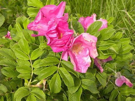 Particularly resistant to (insects/diseases/other problems): 10 Drought-Resistant Flowers | Flowers, Drought tolerant ...