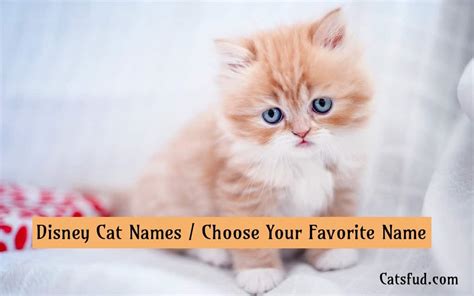 The alley cats are a jazz band: Disney Cat Names | Choose Your Favorite Cat Name - Catsfud