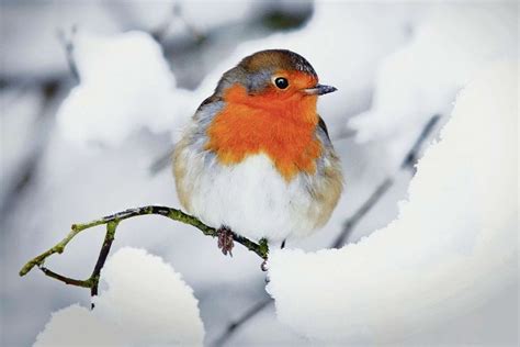 Die zauberhaften winterbilder & buttons runden jede winterdeko exzellent ab. Vogel Im Winter, #Vogel #Winter | Birds, Animals beautiful, Pet birds