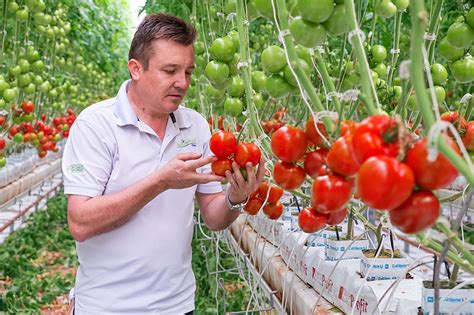 Naturefresh Farms Launches Ontariored Tomato Program