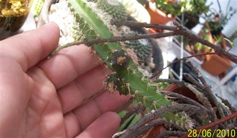 Mantén las primeras 4 pulgadas (10 cm) del suelo húmedas en todo momento mientras germina la semilla de durazno. Multiplicación de cactus epifitos por esquejes y semillas