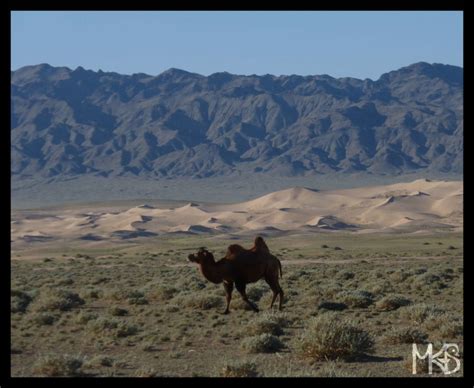 Mongolia Camels Traveling Rockhopper