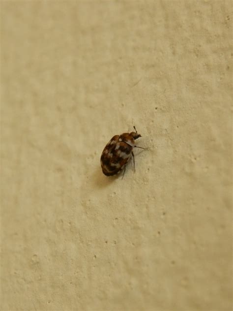 What Do Baby Carpet Beetles Look Like Carpet Vidalondon
