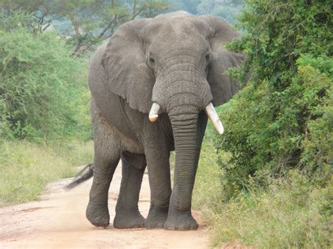 fotos gratis aventuras fauna silvestre África mamífero en peligro de extinción