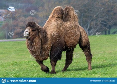 Bactrian Camel Camelus Bactrianus Stock Photo Image Of Standing