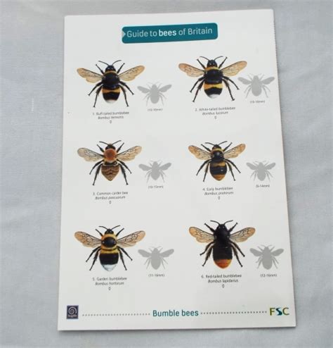 Field Guide Bees Of Britain Whale And Dolphin Conservation Shop