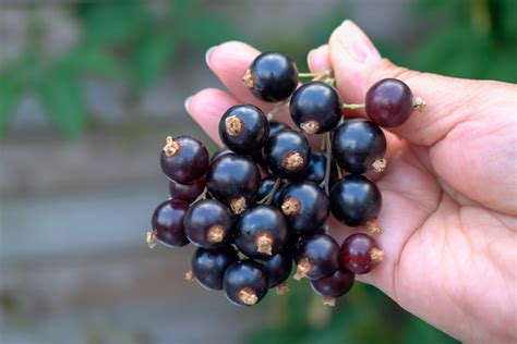 Black Currant Banned In Us Tere Fruit