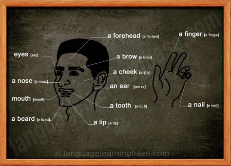 We did not find results for: English Vocabulary. Face and Body Parts. - learn English ...