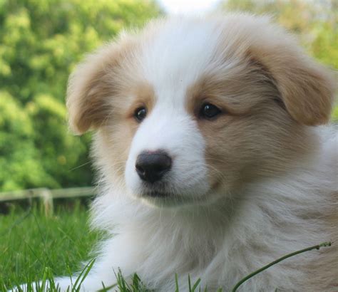 An adoption of a rescued golden retriever is a lifetime commitment to your new dog. WANT! I saw a border collie/golden retriever mix puppy a ...