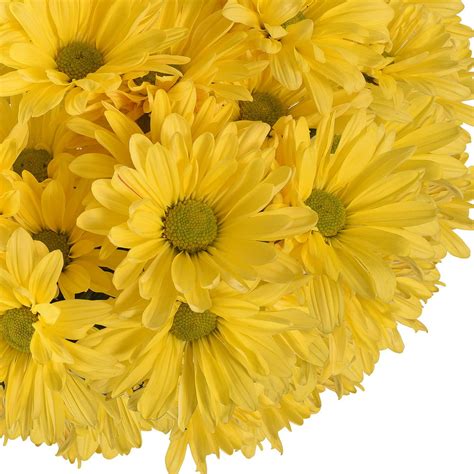 Fresh Cut Yellow Daisies Pack Of 60 By Inbloom Group