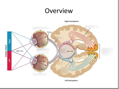 Visual Processing From Eye To Brain Diagram Quizlet