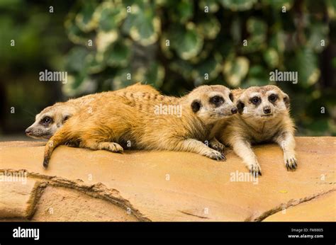 Meerkat Resting On Ground In Zoo Thailand Stock Photo Alamy