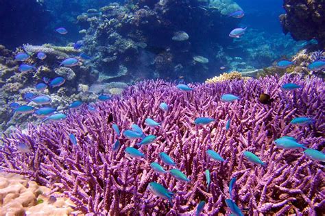Coral Sea Dreaming Australia