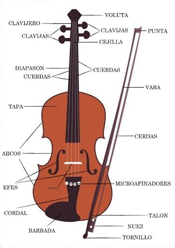 Partes Del Violin