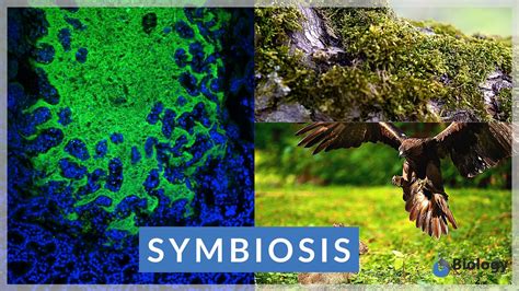 Symbiosis Definition And Examples Biology Online Dictionary