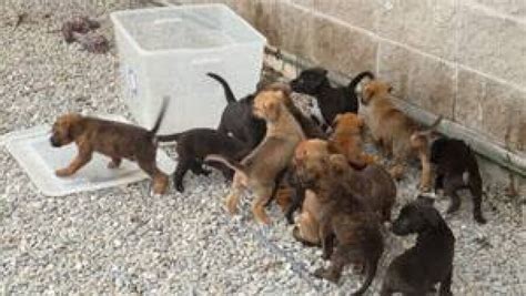 Abandoned Puppies Rescued From Plastic Box Cbc News